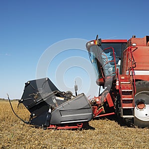 Combine harvesting soybeans