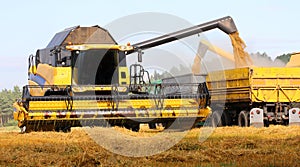 Combine harvesting wheat