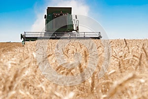 Combine harvesting wheat