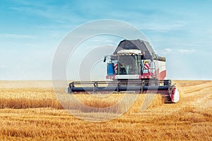 Combine harvesting wheat