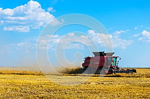 Combine harvesting wheat