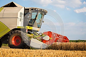 Combine harvesting wheat