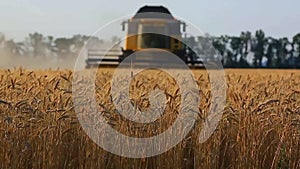 combine harvesting wheat