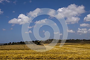 Combine harvesting Wheat field