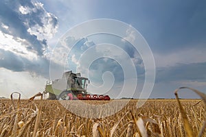 Combine harvesting a wheat field. Combine working the field.