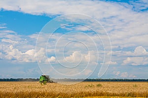 Combine harvesting Wheat plants in the field