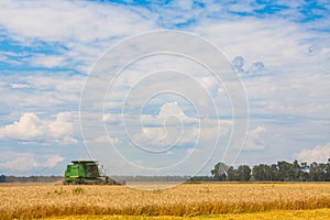 Combine harvesting Wheat plants in the field