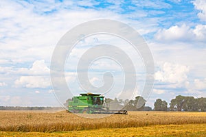 Combine harvesting Wheat plants in the field