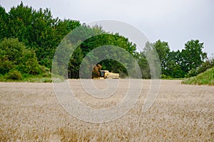 Combine harvesting wheat. Sumemr time. Agriculture background with copy space