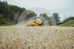 Combine harvesting wheat. Sumemr time. Agriculture background with copy space photo