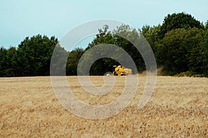 Combine harvesting wheat. Sumemr time. Agriculture background with copy space photo