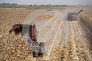 Combine Harvests Corn