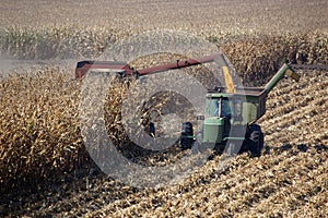 Combine Harvests Corn