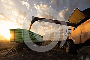 A combine harvests corn