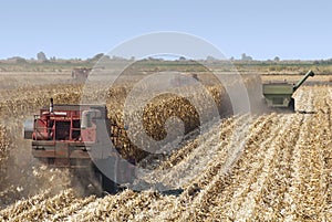 Combine Harvests Corn