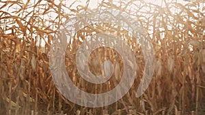 The combine harvests corn. close-up. sunset