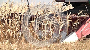 A combine harvests corn in a field