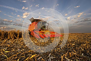 A combine harvests corn photo