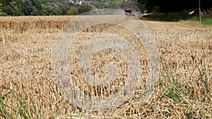 combine harvests a field in summer 4k 30fps video