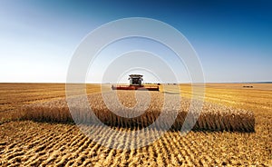 Combine harvests wheat on a field in sunny summer day