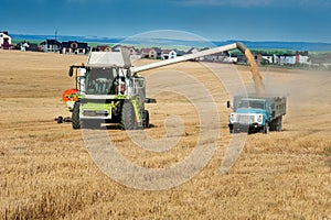 A combine harvests wheat and loads it into a dump truck. Agriculture wheat harves.