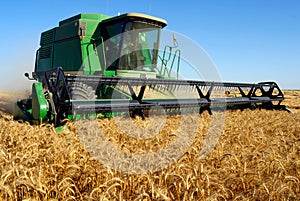 Combine harveting photo