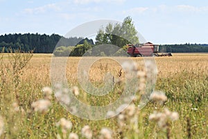 Combine machine harvesting corn on field