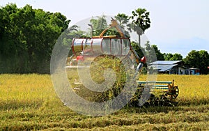 Combine Machine Harvesting in the Golden Paddy Field