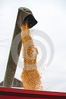 Combine pouring harvested corn grains into tractor trailer