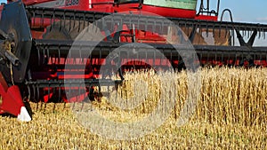 The combine rides across the field mows ripe wheat. Close-up