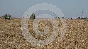 Combine thresher harvesting oat corn ears and tractor with trailer in agriculture field. 4K