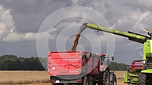 Combine thresher loads wheat grain on farmland field background