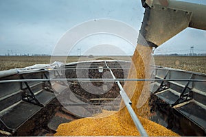 Combine throws in the harvested grain truck