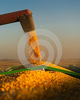 Combine transferring corn after harvest