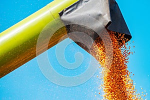 Combine unloading harvested corn kernels