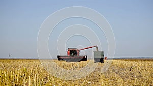 Combine working on a sunflower field. Combine harvester in the field during harvest sunflower