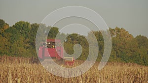 Combine working on a sunflower field. Combine harvester in the field during harvest sunflower. Harvesting time. A field