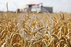 Combine working on a wheat field