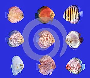 Combined Discus Fish