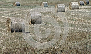 Combined dry grass hays on the field