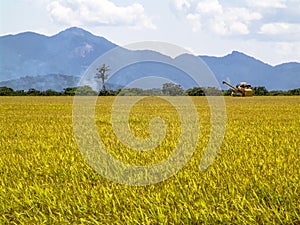 Combines harvester harvesting rice