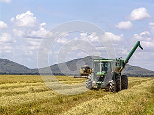 Combines harvester harvesting rice