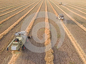 Combines mow rapeseed in the field.Agro-industrial complex.The combine harvester cuts rapeseed .The machine removes rapeseed.