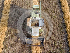 Combines mow rapeseed in the field.Agro-industrial complex.The combine harvester cuts rapeseed .The machine removes rapeseed.