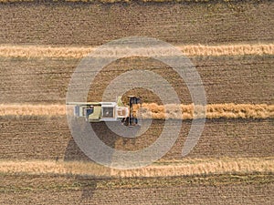 Combines mow rapeseed in the field.Agro-industrial complex.The combine harvester cuts rapeseed .The machine removes rapeseed.