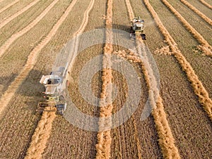 Combines mow rapeseed in the field.Agro-industrial complex.The combine harvester cuts rapeseed .The machine removes rapeseed.