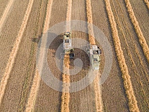 Combines mow rapeseed in the field.Agro-industrial complex.The combine harvester cuts rapeseed .The machine removes rapeseed.