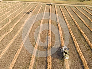 Combines mow rapeseed in the field.Agro-industrial complex.The combine harvester cuts rapeseed .The machine removes rapeseed.