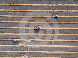 Combines mow rapeseed in the field.Agro-industrial complex.The combine harvester cuts rapeseed .The machine removes rapeseed.