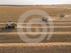 Combines mow rapeseed in the field.Agro-industrial complex.The combine harvester cuts rapeseed .The machine removes rapeseed.